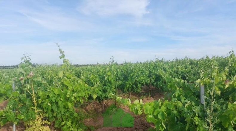 Badajoz - Montijo - 98500m2
