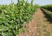 Non-developable land for sale on España, Badajoz, ref: TR410861 photo