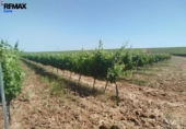 Non-developable land for sale on España, Badajoz, ref: TR410861 photo