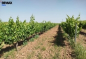 Non-developable land for sale on España, Badajoz, ref: TR410861 photo