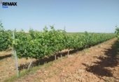 Non-developable land for sale on España, Badajoz, ref: TR410861 photo