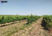 Non-developable land for sale on España, Badajoz, ref: TR410861 photo