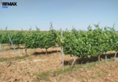 Non-developable land for sale on España, Badajoz, ref: TR410861 photo