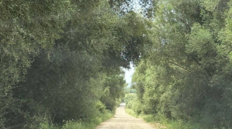 Cádiz - Jimena de la Frontera - 18000m2