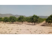 Non-developable land for sale on España, Salinas, ref: TR326719 photo