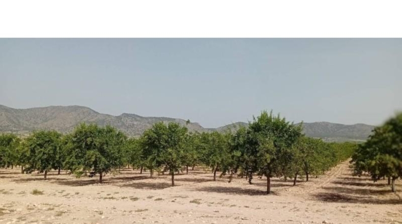 Alicante - Salinas - 47206m2