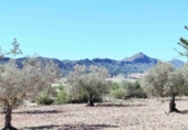 Masia with land for sale in Caudete ref: TR410881 photo