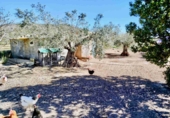 Masia with land for sale in Caudete ref: TR410881 photo