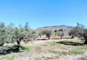 Masia with land for sale in Caudete ref: TR410881 photo