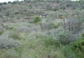 Terreny no urbanitzable en venda a la Camí de la Volta, Peníscola, ref.: TR410893 foto
