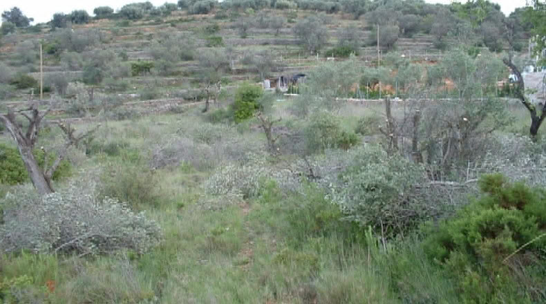 Castellón - Peñíscola - 10000m2