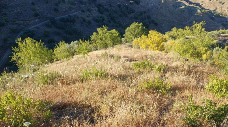 Málaga - Moclinejo - 5000m2