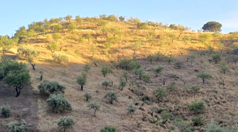 Málaga - Moclinejo - 5000m2