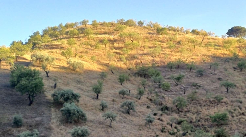Málaga - Moclinejo - 5000m2