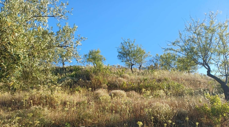 Málaga - Moclinejo - 5000m2