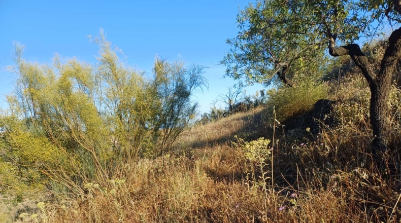 Málaga - Moclinejo - 5000m2