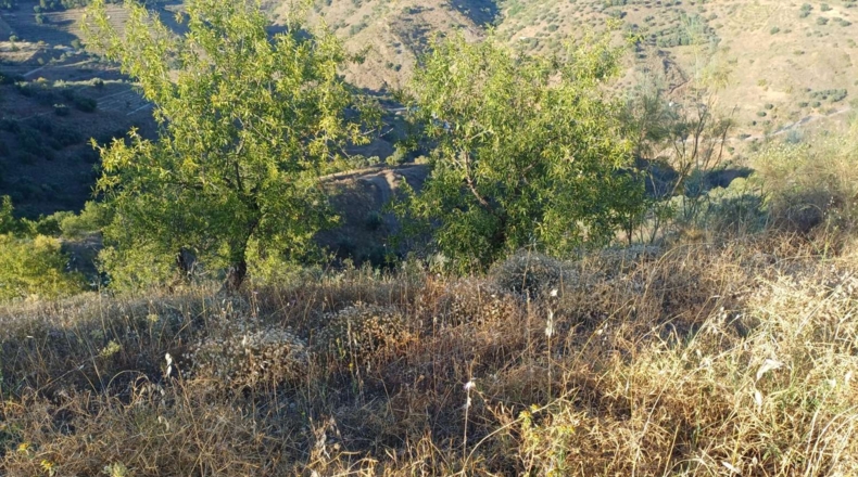 Málaga - Moclinejo - 5000m2