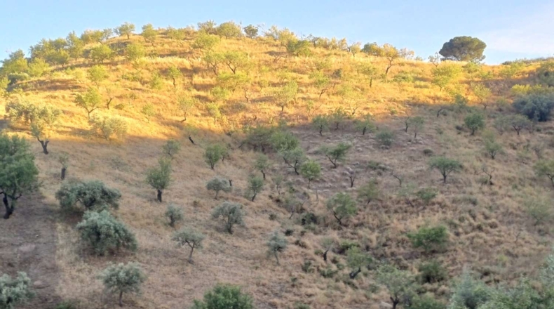 Málaga - Moclinejo - 5000m2