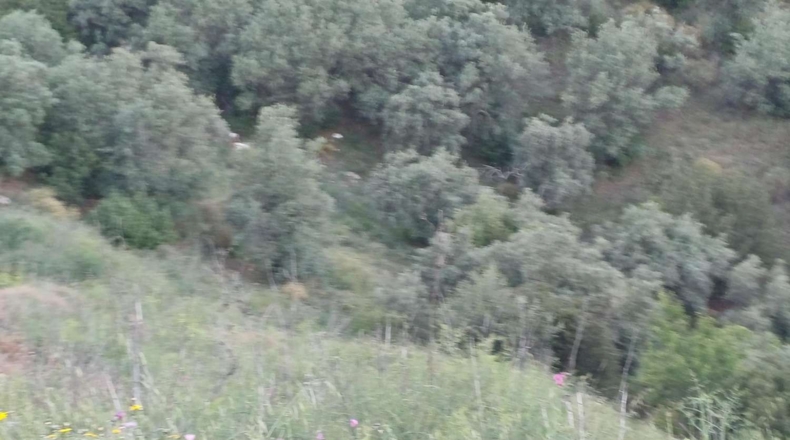 Málaga - Moclinejo - 5100m2