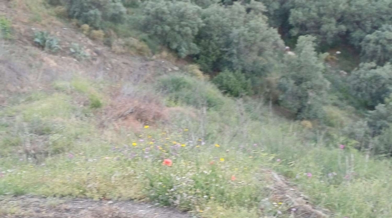 Málaga - Moclinejo - 5100m2