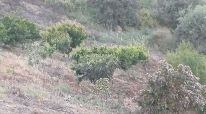 Málaga - Moclinejo - 5100m2