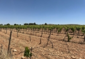 Rural estate for sale in Valdepeñas ref: TR410924 photo