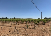 Rural estate for sale in Valdepeñas ref: TR410924 photo