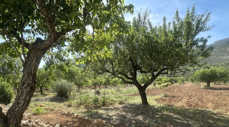 Castellón - Sierra Engarcerán - 4156m2