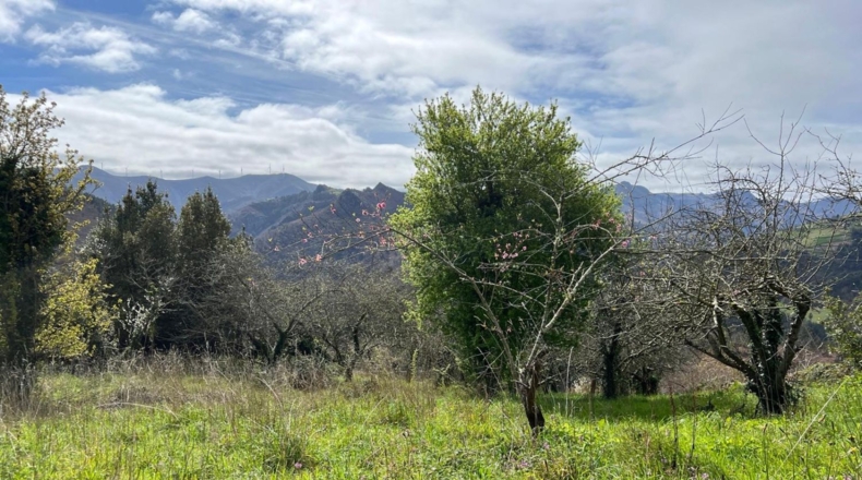 Asturias - Villayón - 571m2