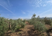 Non-developable land for sale in Huércal-Overa ref: TR410948 photo