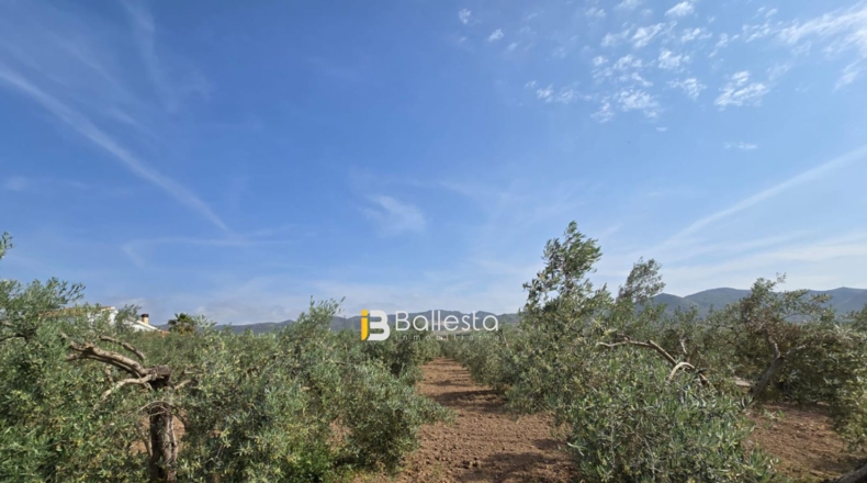 Almería - Huércal-Overa - 11560m2