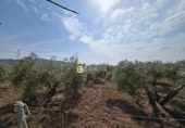 Non-developable land for sale in Huércal-Overa ref: TR410948 photo