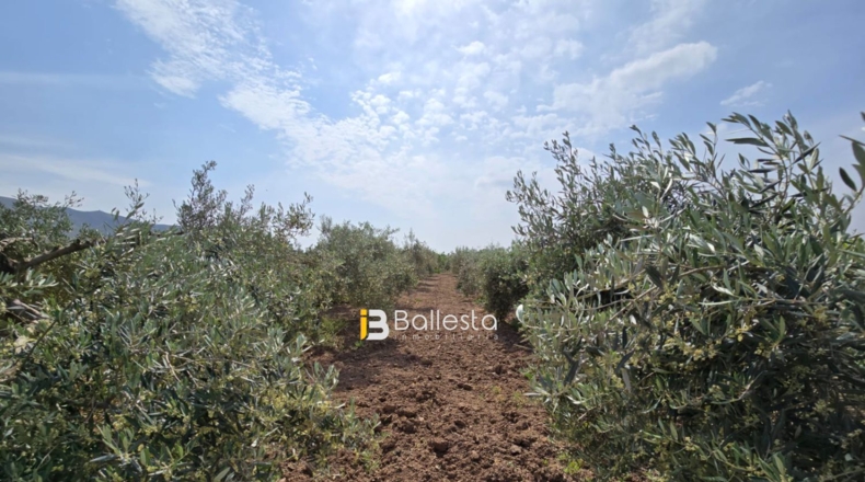 Almería - Huércal-Overa - 11560m2