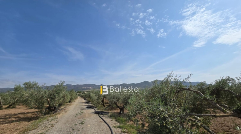 Almería - Huércal-Overa - 11560m2