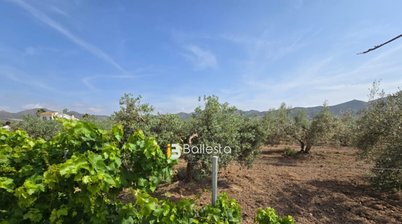 Almería - Huércal-Overa - 11560m2