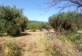 Maspujols 5773&nbsp;м²