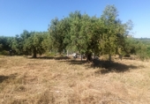 Terreno no urbanizable en venta en Maspujols ref: TR411031 foto