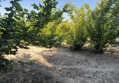 Rural estate for sale in Tarragona ref: TR410950 photo