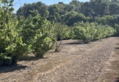 Rural estate for sale in Tarragona ref: TR410950 photo