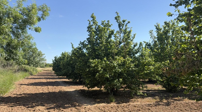 Tarragona - Tarragona - 8000m2