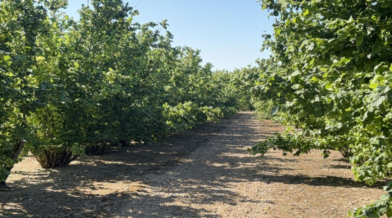 Tarragona - Tarragona - 8000m2