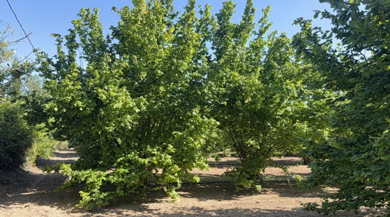 Tarragona - Tarragona - 8000m2