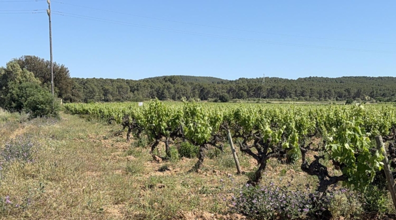 Tarragona - l'Arboç - 10000m2