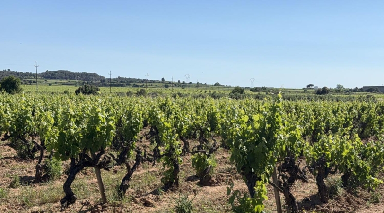 Tarragona - l'Arboç - 10000m2