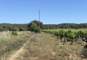 Rural estate for sale in l'Arboç ref: TR410951 photo