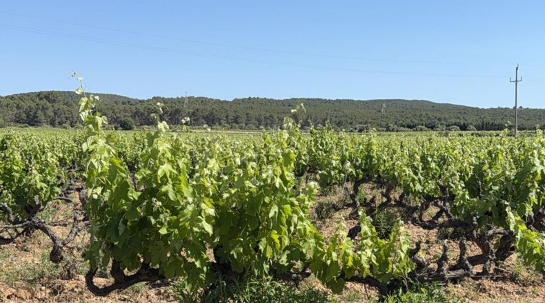 Tarragona - l'Arboç - 10000m2