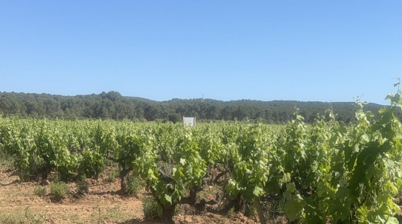 Tarragona - l'Arboç - 10000m2
