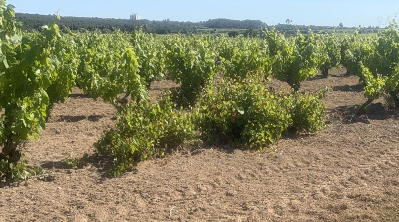 Tarragona - l'Arboç - 10000m2