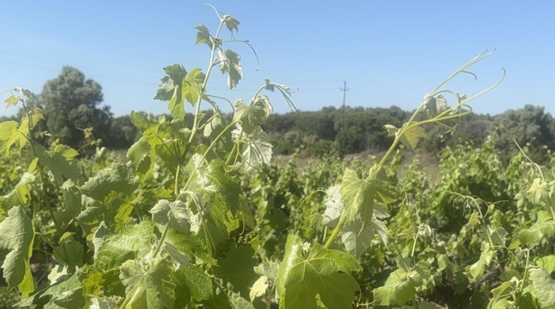 Tarragona - l'Arboç - 10000m2