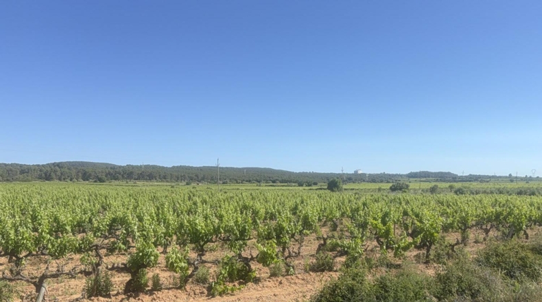 Tarragona - l'Arboç - 10000m2